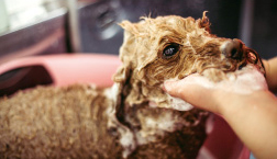 犬のお手入れイメージ